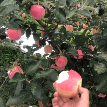 辽宁产区新农红苹果大量上市口感甜脆颜色好