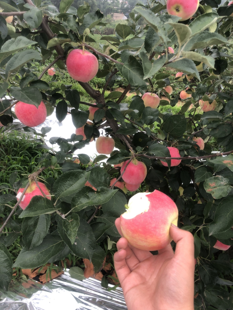 辽宁产区新农红苹果大量上市口感甜脆颜色好