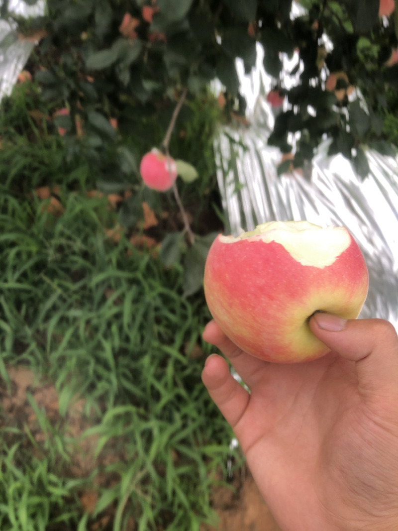 辽宁产区新农红苹果大量上市口感甜脆颜色好