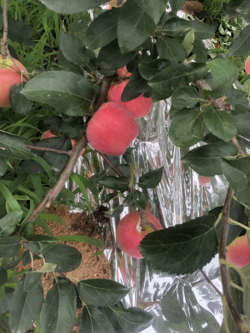 辽宁产区新农红苹果大量上市口感甜脆颜色好