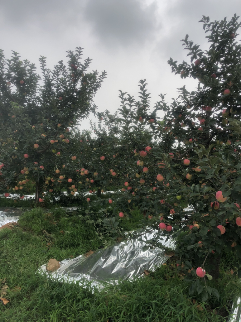 辽宁产区新农红苹果大量上市口感甜脆颜色好