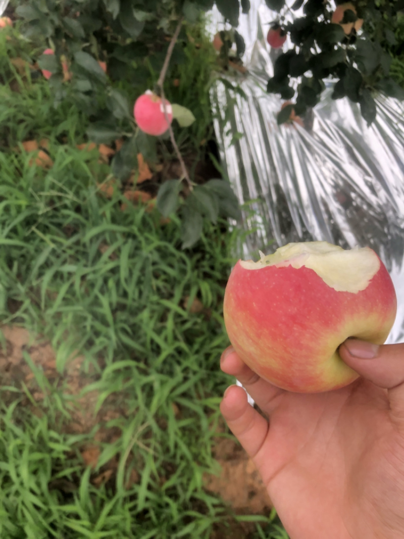 辽宁产区新农红苹果大量上市口感甜脆颜色好