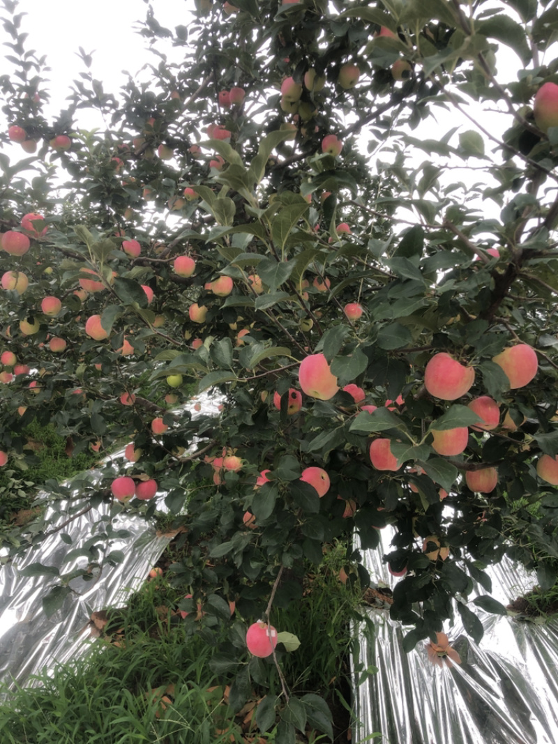 辽宁产区新农红苹果大量上市口感甜脆颜色好
