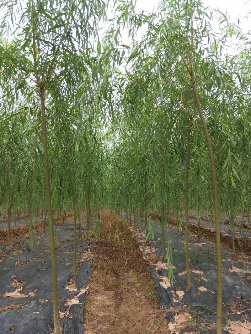 垂柳，5公分，30元一棵，规格齐全，苗圃一千余亩，服务至