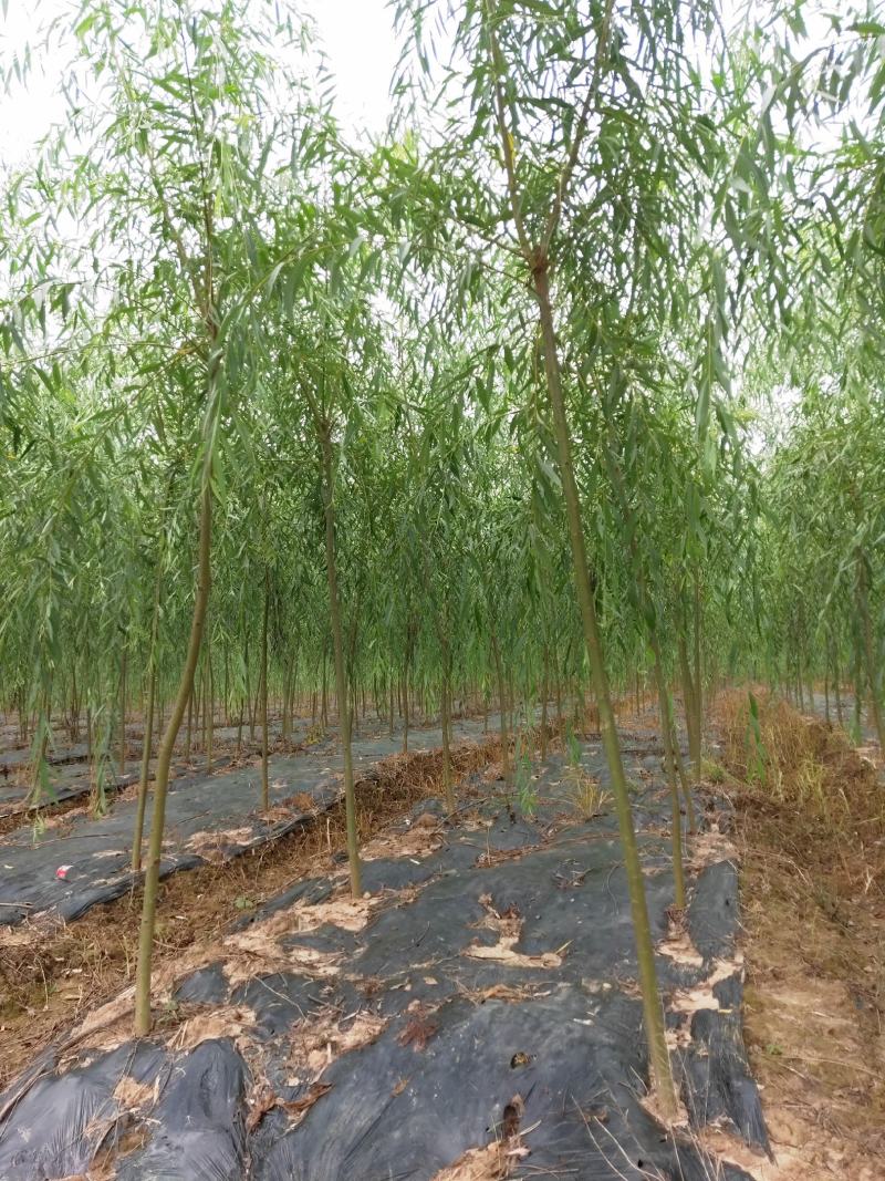 垂柳，5公分，30元一棵，规格齐全，苗圃一千余亩，服务至
