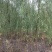 垂柳，5公分，30元一棵，规格齐全，苗圃一千余亩，服务至