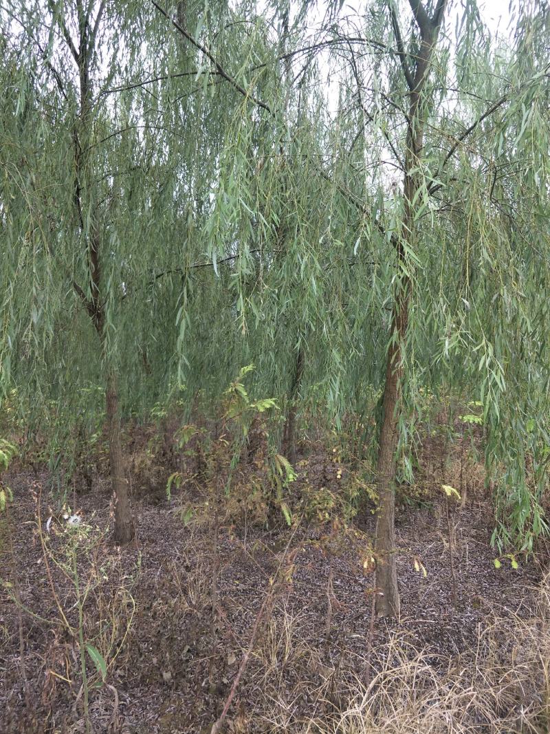 垂柳，5公分，30元一棵，规格齐全，苗圃一千余亩，服务至