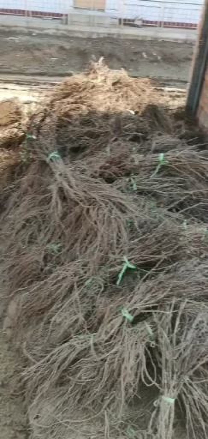 河北秦皇岛黑美人葡萄苗紫甜无核葡萄苗A17