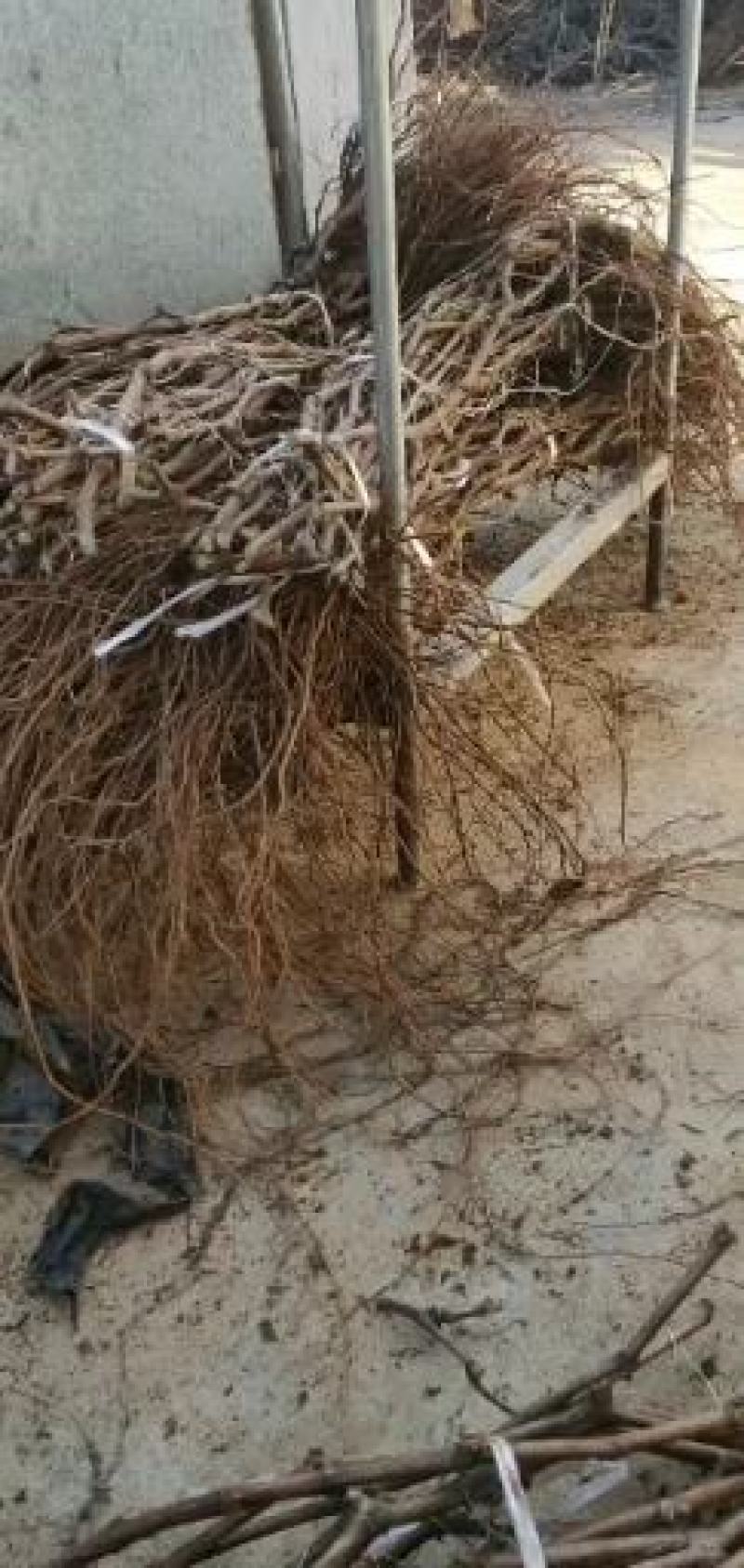 河北秦皇岛黑美人葡萄苗紫甜无核葡萄苗A17