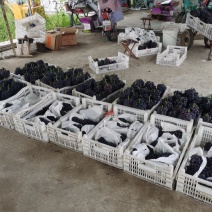夏黑葡萄口感脆甜串形紧凑平均2斤一串21的糖自然熟