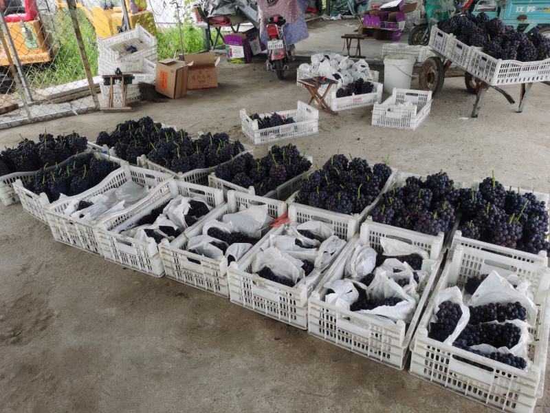 夏黑葡萄口感脆甜串形紧凑平均2斤一串21的糖自然熟