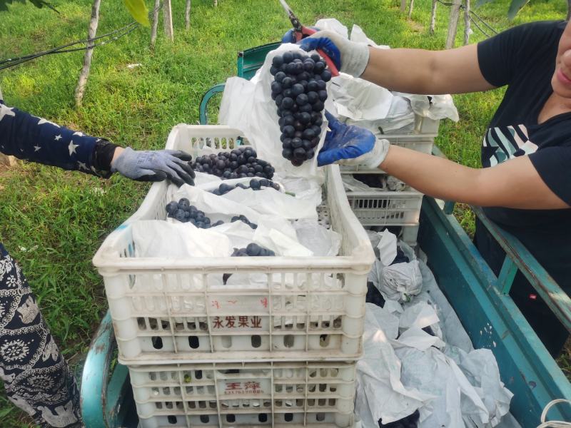 夏黑葡萄口感脆甜串形紧凑平均2斤一串21的糖自然熟