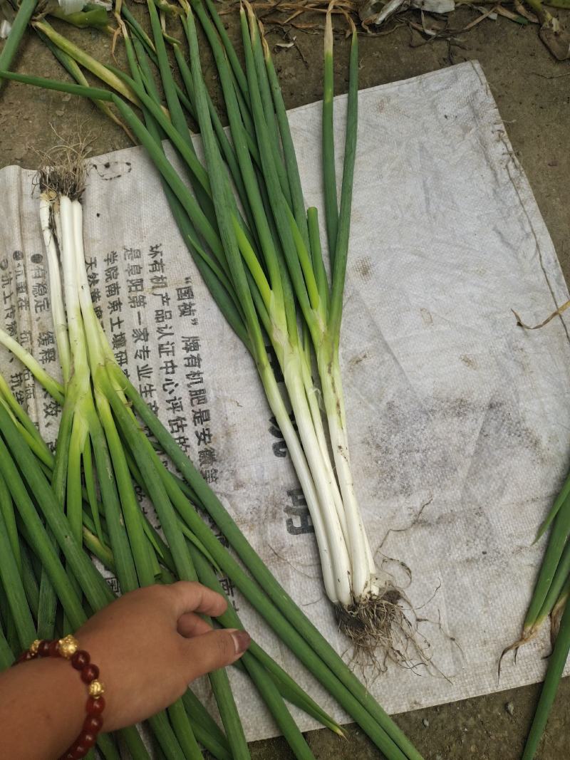 长白分葱，叶绿白长，大量供应