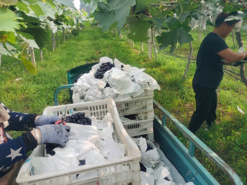 夏黑葡萄口感脆甜串形紧凑平均2斤一串21的糖自然熟