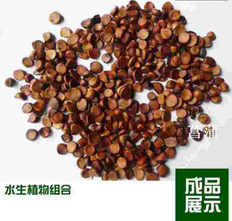 黄昌蒲种子，黄花鸢尾种子