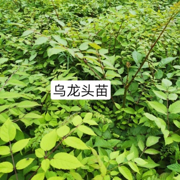 乌龙头，青海云杉苗20~30cm