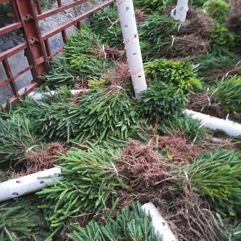 乌龙头，青海云杉苗20~30cm