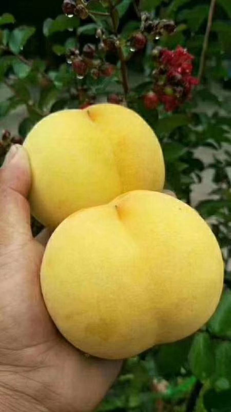 黄毛桃蒙阴蜜桃水蜜桃黄金毛桃