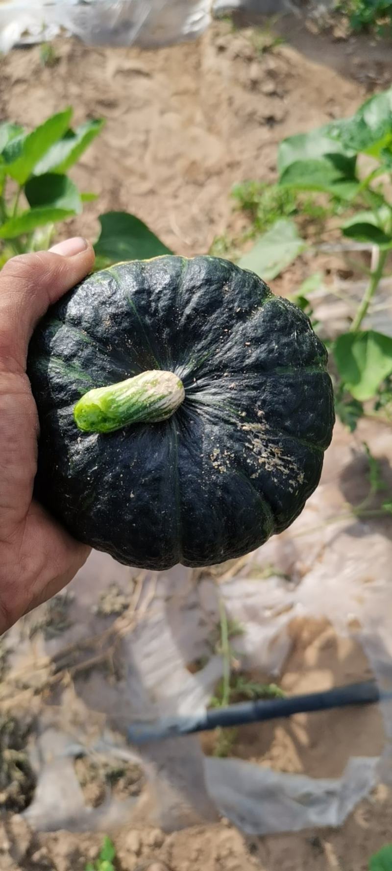 陕北定边贝贝南瓜出售