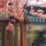 鸡爪槭种子，小叶鸡爪槭种子