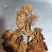 榆耳，烘干片，个大肉厚，非诚勿扰！