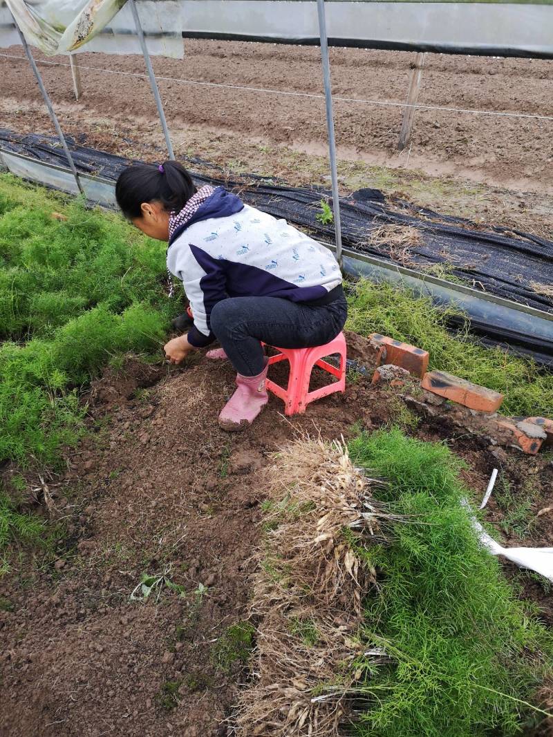 中药材种苗繁育基地，面积不低于3百亩，希望大家亲临指导