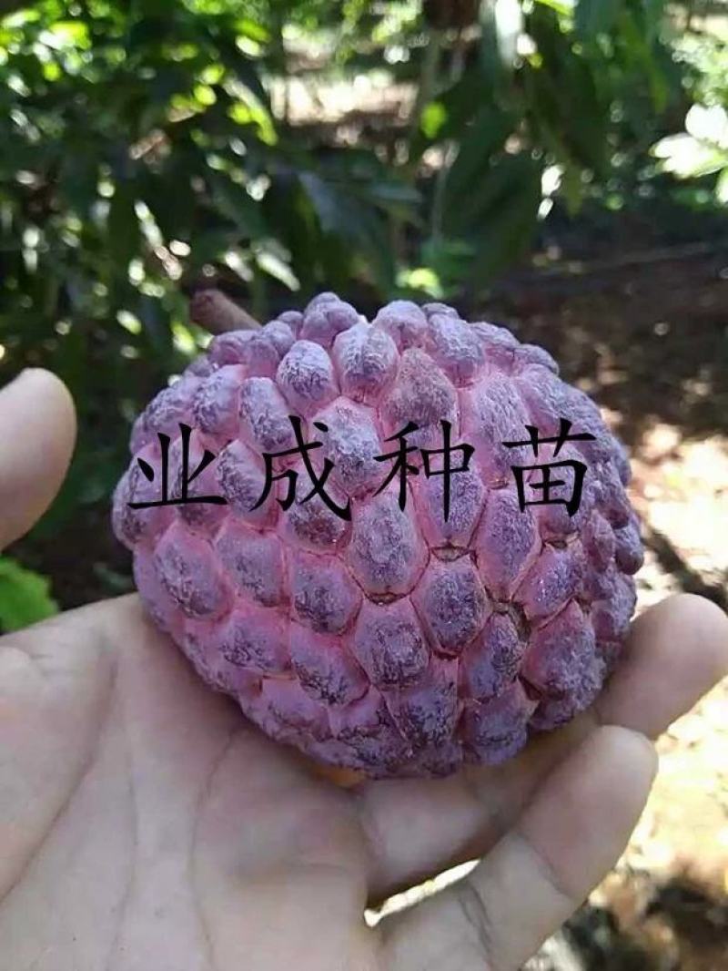 红释迦种子紫释迦番荔枝种子密红释迦林檎红释迦苗