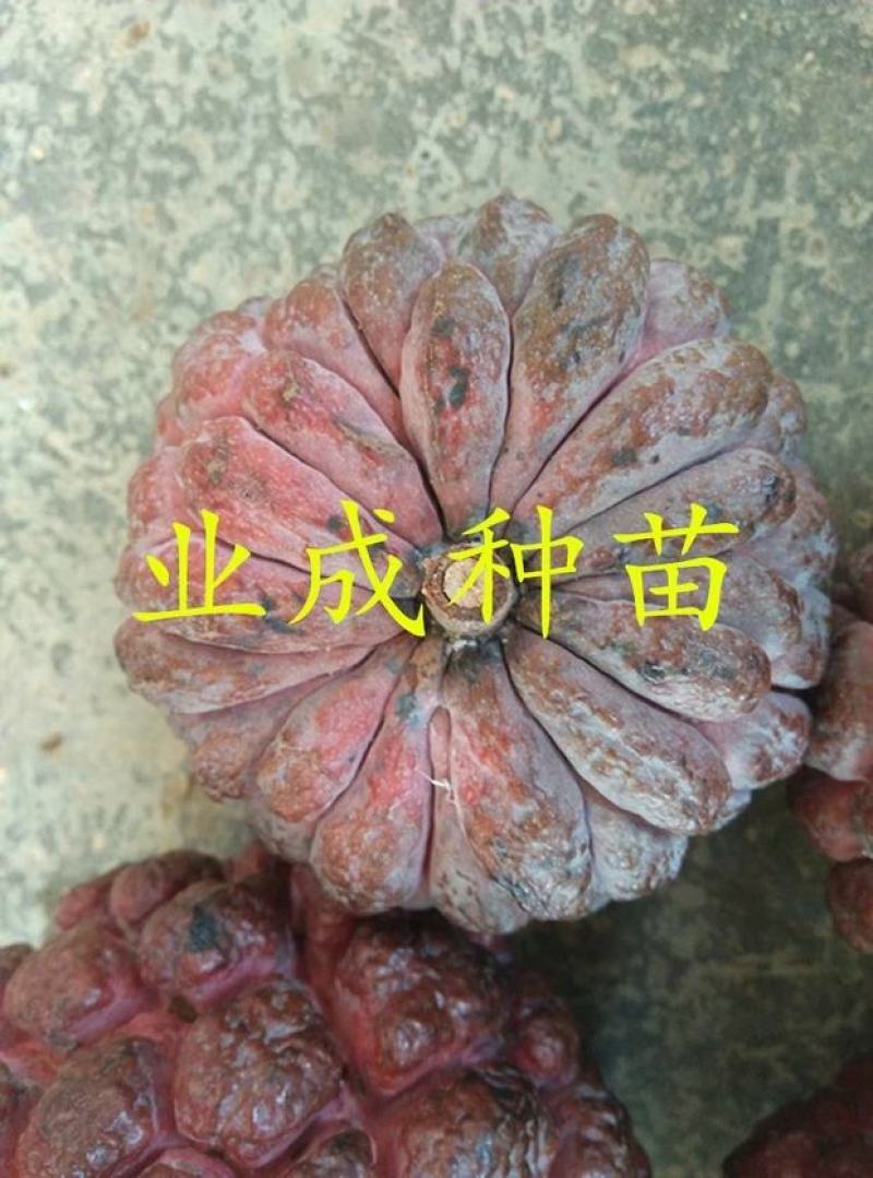 红释迦种子紫释迦番荔枝种子密红释迦林檎红释迦苗