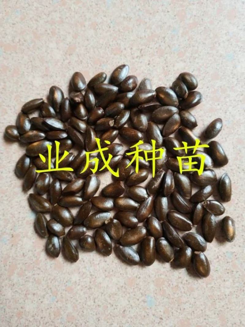 红释迦种子紫释迦番荔枝种子密红释迦林檎红释迦苗