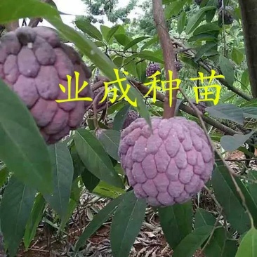 红释迦种子紫释迦番荔枝种子密红释迦林檎红释迦苗