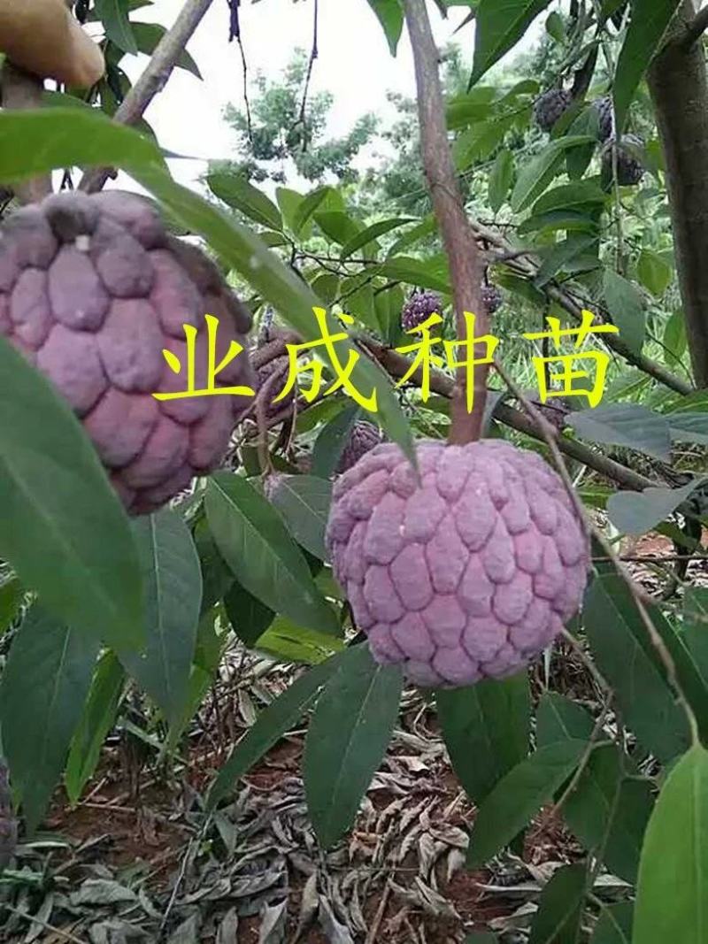 红释迦种子紫释迦番荔枝种子密红释迦林檎红释迦苗