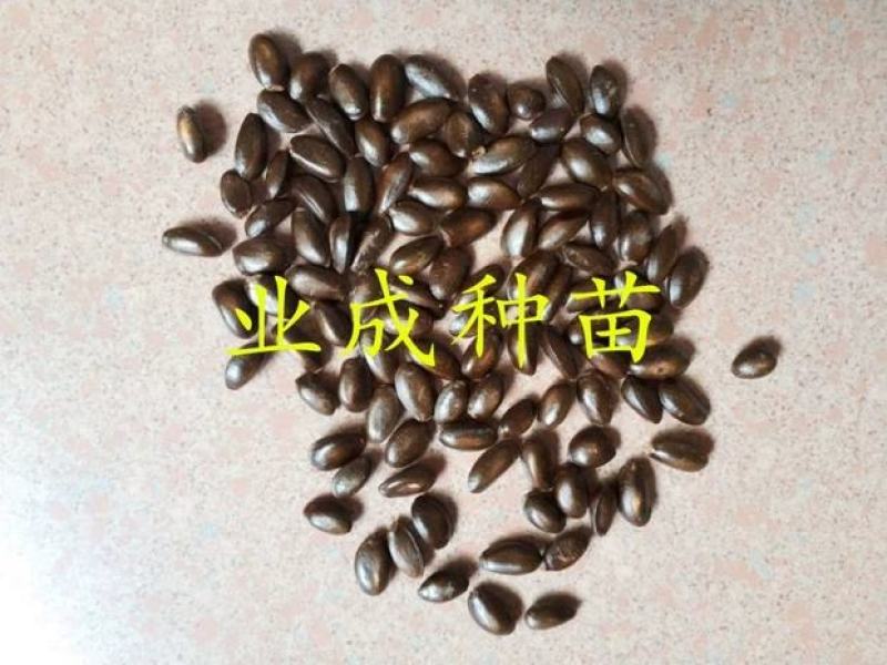 红释迦种子紫释迦番荔枝种子密红释迦林檎红释迦苗