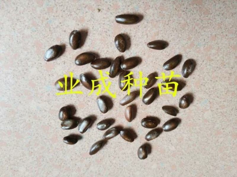 红释迦种子紫释迦番荔枝种子密红释迦林檎红释迦苗
