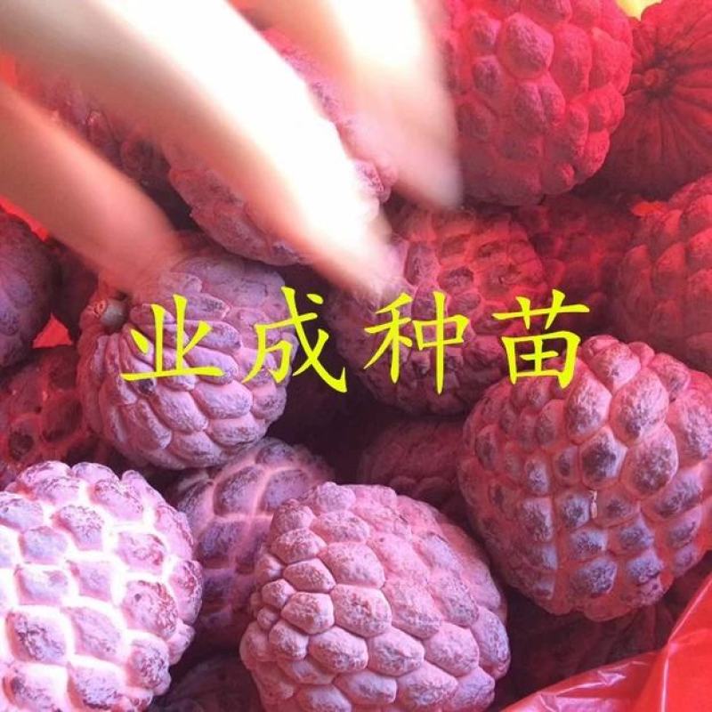 红释迦种子紫释迦番荔枝种子密红释迦林檎红释迦苗