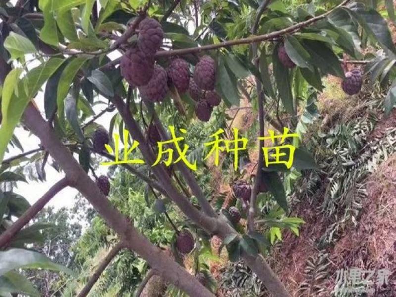 红释迦种子紫释迦番荔枝种子密红释迦林檎红释迦苗