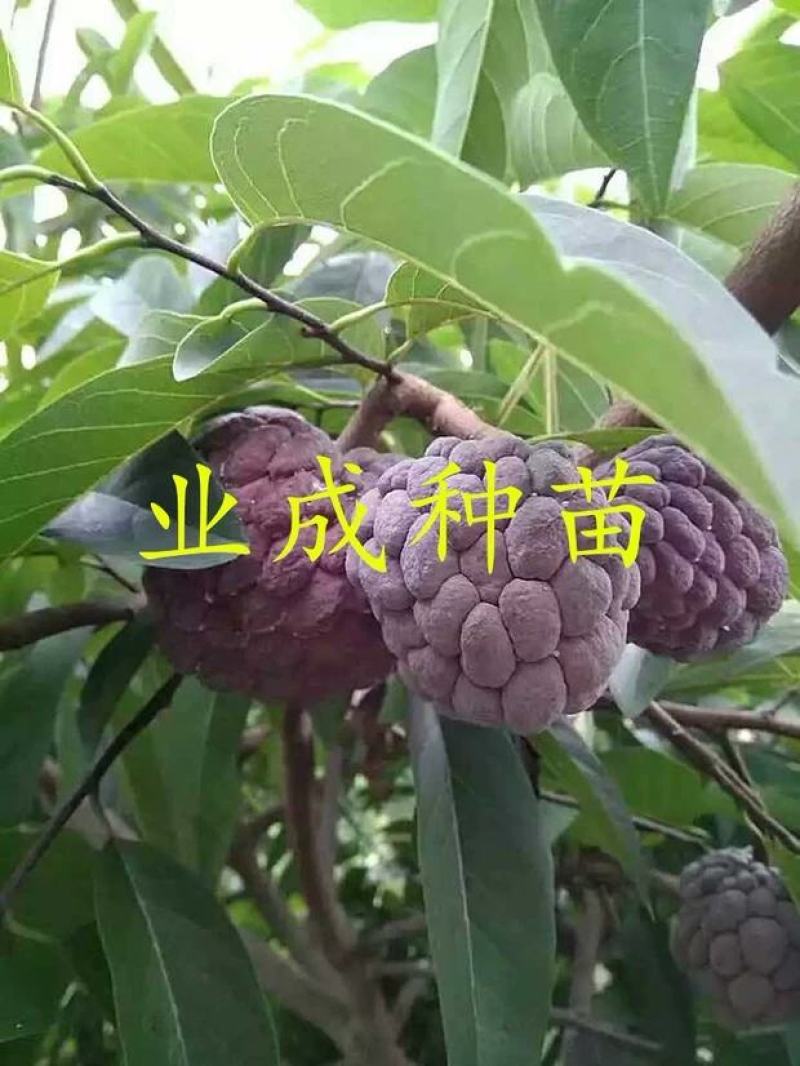 红释迦种子紫释迦番荔枝种子密红释迦林檎红释迦苗