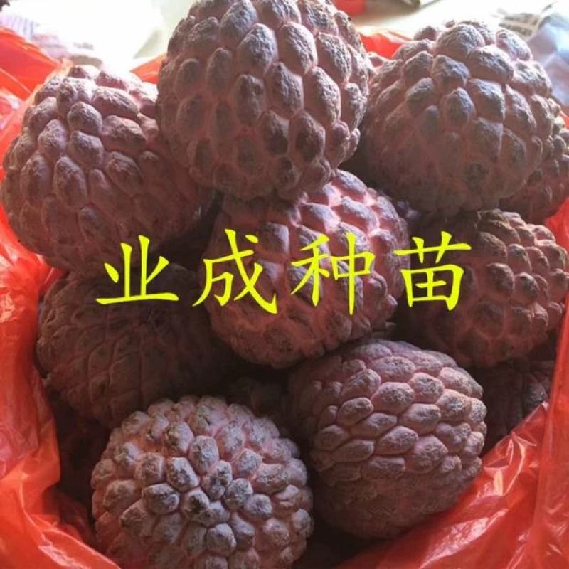 红释迦种子紫释迦番荔枝种子密红释迦林檎红释迦苗