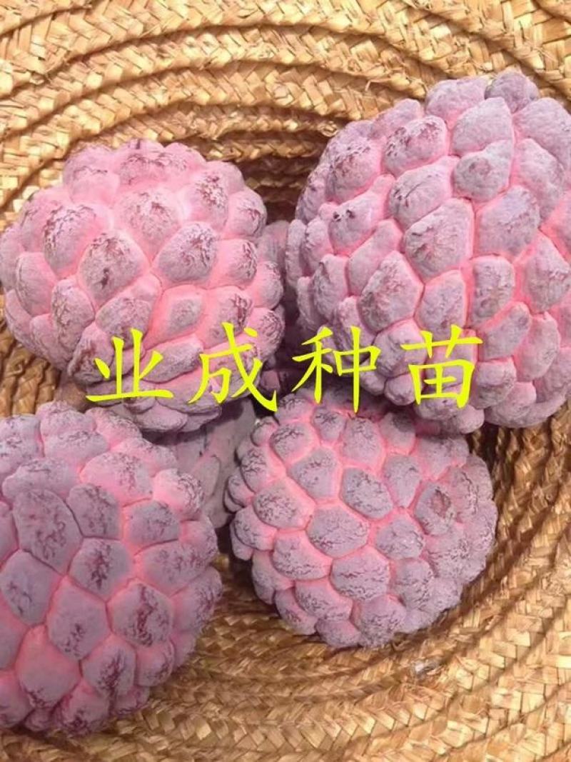 红释迦种子紫释迦番荔枝种子密红释迦林檎红释迦苗