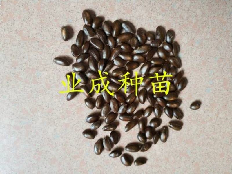 红释迦种子紫释迦番荔枝种子密红释迦林檎红释迦苗