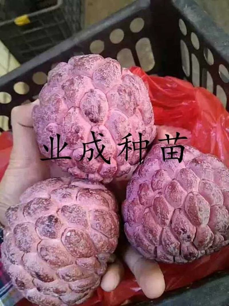 红释迦种子紫释迦番荔枝种子密红释迦林檎红释迦苗