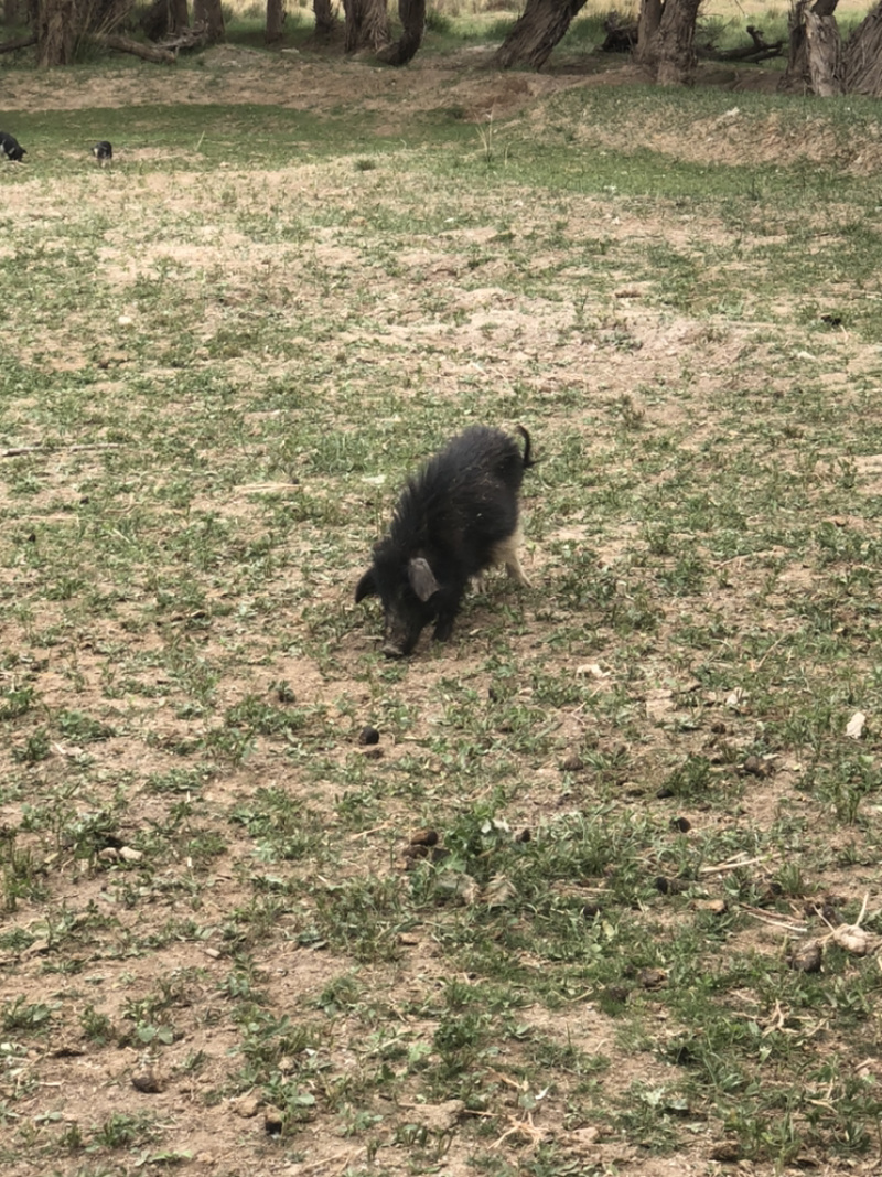 甘肃臧香猪生态散养猪猪仔活猪香猪后备母猪