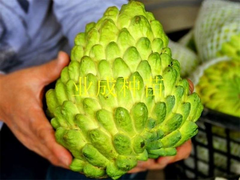 绿钻释迦苗释迦果苗番荔枝苗林檎以及种芽番荔枝种
