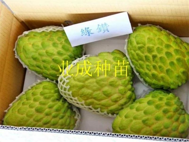 绿钻释迦苗释迦果苗番荔枝苗林檎以及种芽番荔枝种