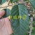 绿钻释迦苗释迦果苗番荔枝苗林檎以及种芽番荔枝种