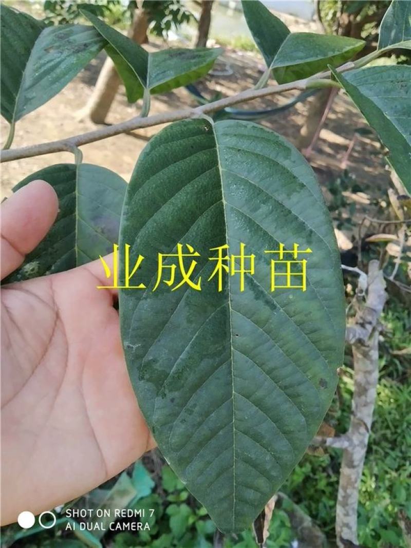 绿钻释迦苗释迦果苗番荔枝苗林檎以及种芽番荔枝种