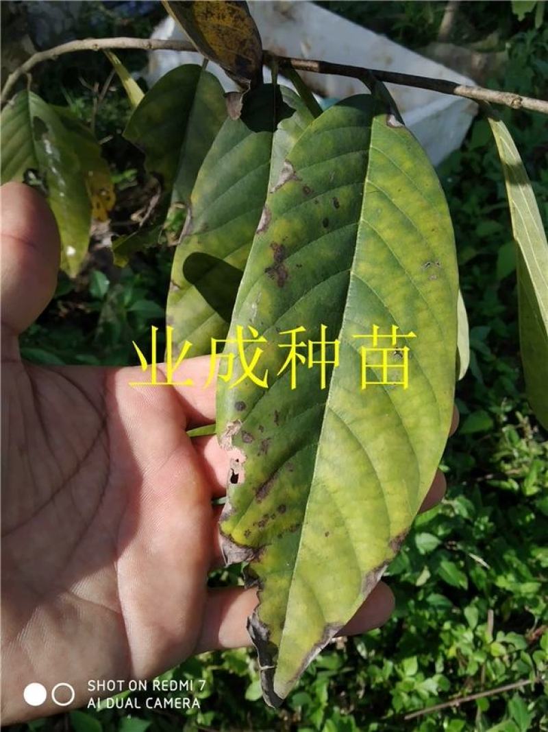 绿钻释迦苗释迦果苗番荔枝苗林檎以及种芽番荔枝种