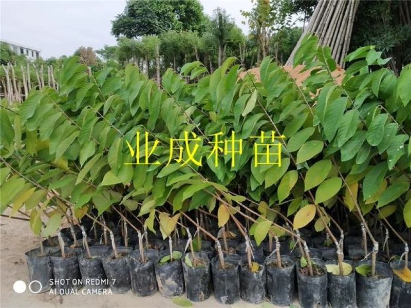 绿钻释迦苗释迦果苗番荔枝苗林檎以及种芽番荔枝种