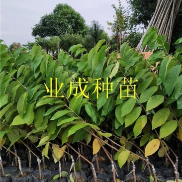 绿钻释迦苗释迦果苗番荔枝苗林檎以及种芽番荔枝种