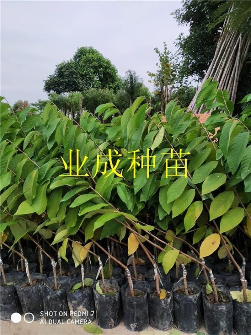 绿钻释迦苗释迦果苗番荔枝苗林檎以及种芽番荔枝种