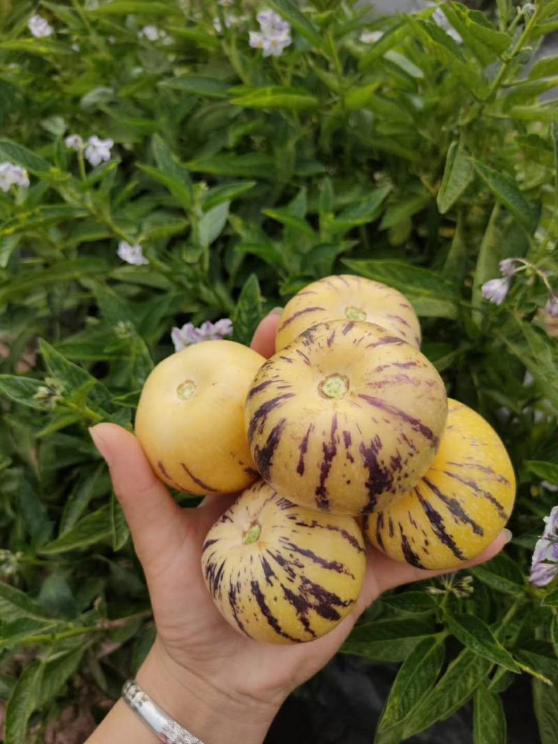 反季节人参果一件代发云南石林人参果基地直发黄肉大果现摘